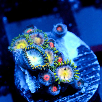 JC Zoa Garden Seed
