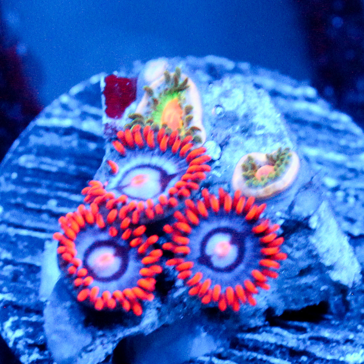 JC Edge of Reality+ Irish Splash Zoanthid