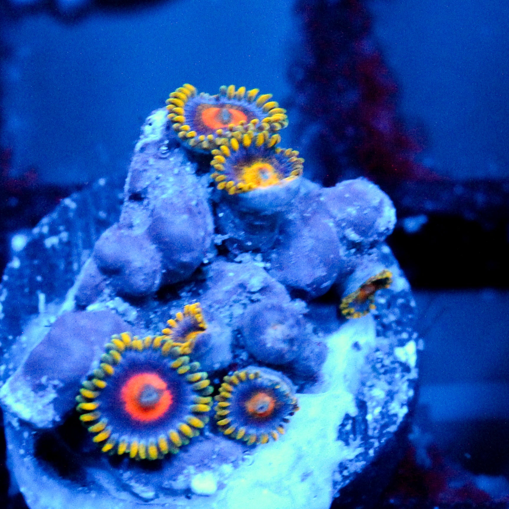 JC Fireworks Zoanthid