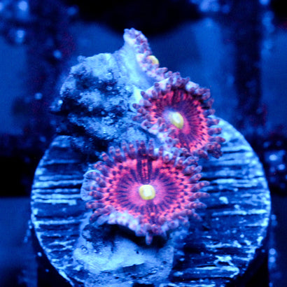 JC Yellow Rose Zoanthid