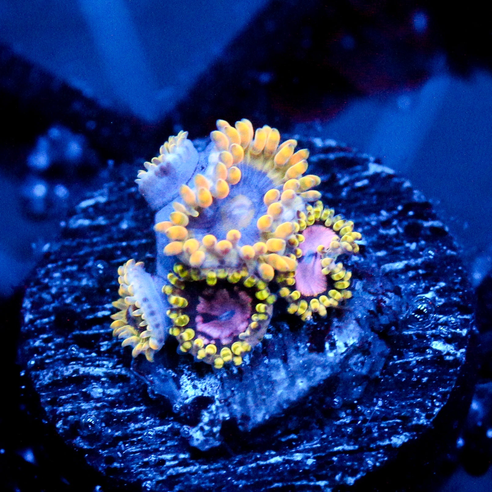 JC Purple Monster+ Rainbow Yoda Zoanthids