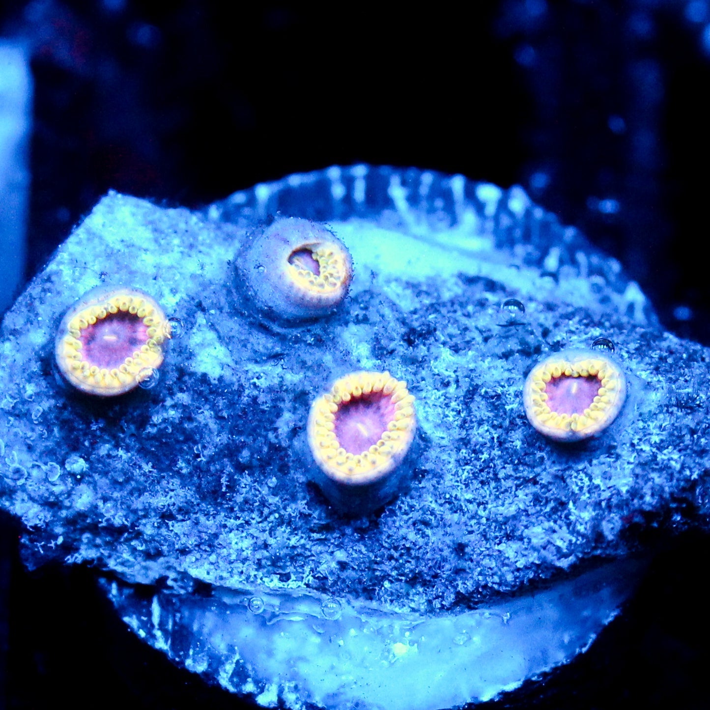 JC Purple Suckers Zoanthid