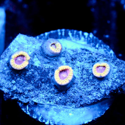 JC Purple Suckers Zoanthid