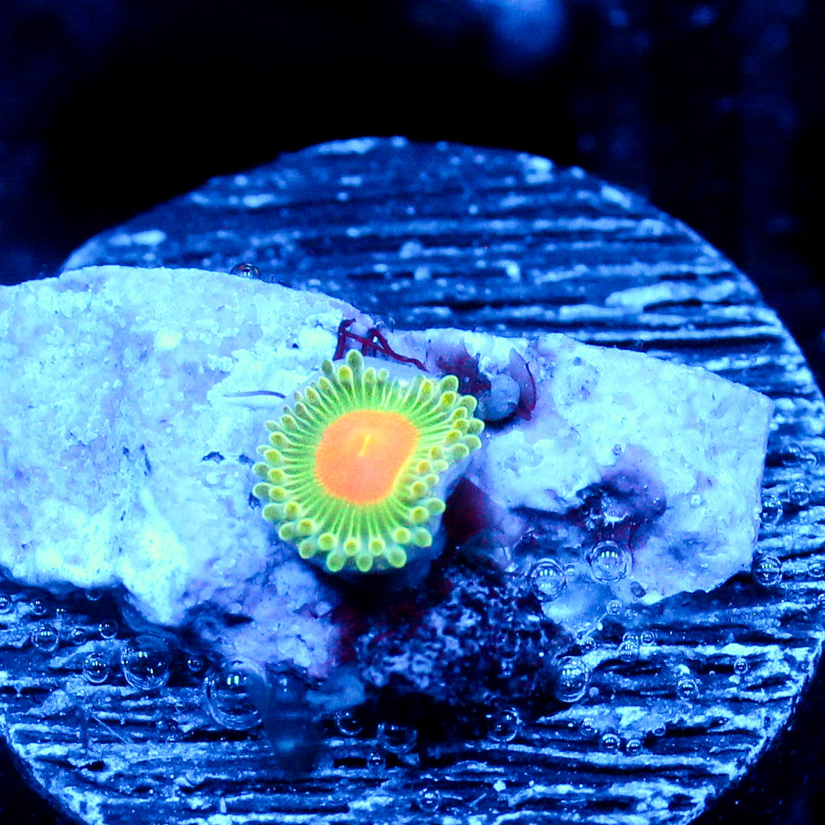 JC Irish Splash Zoanthid