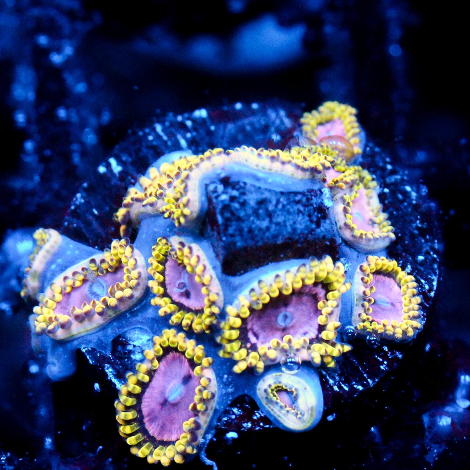 JC Purple Monster Zoanthid Cluster