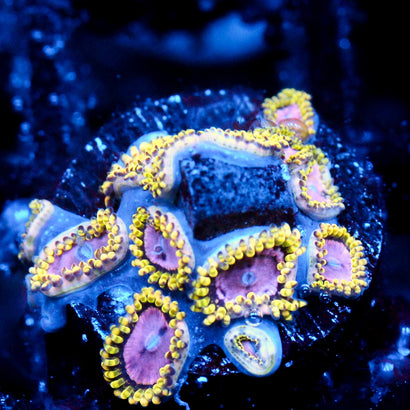 JC Purple Monster Zoanthid Cluster