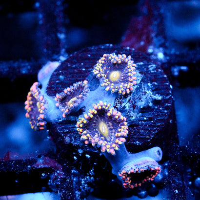 JC Bozos Birthday Zoanthid