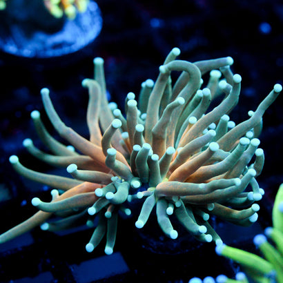 JC Sinister Teal Tiger Torch