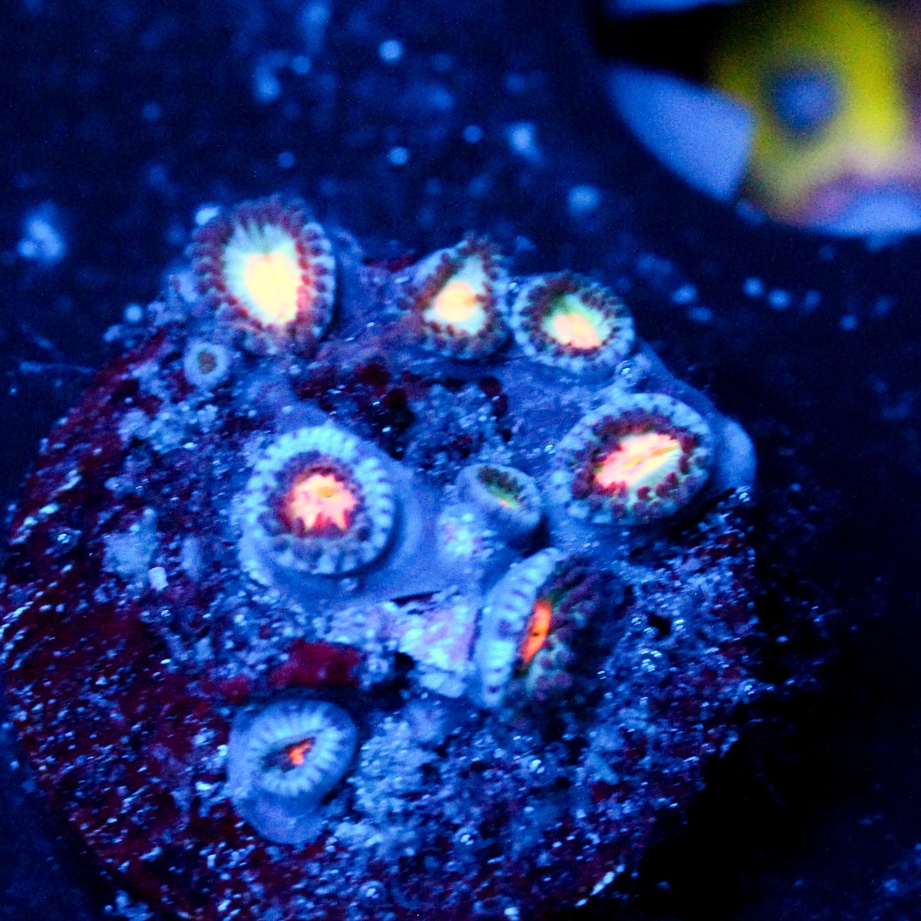 JC Peach Bellini Zoanthid