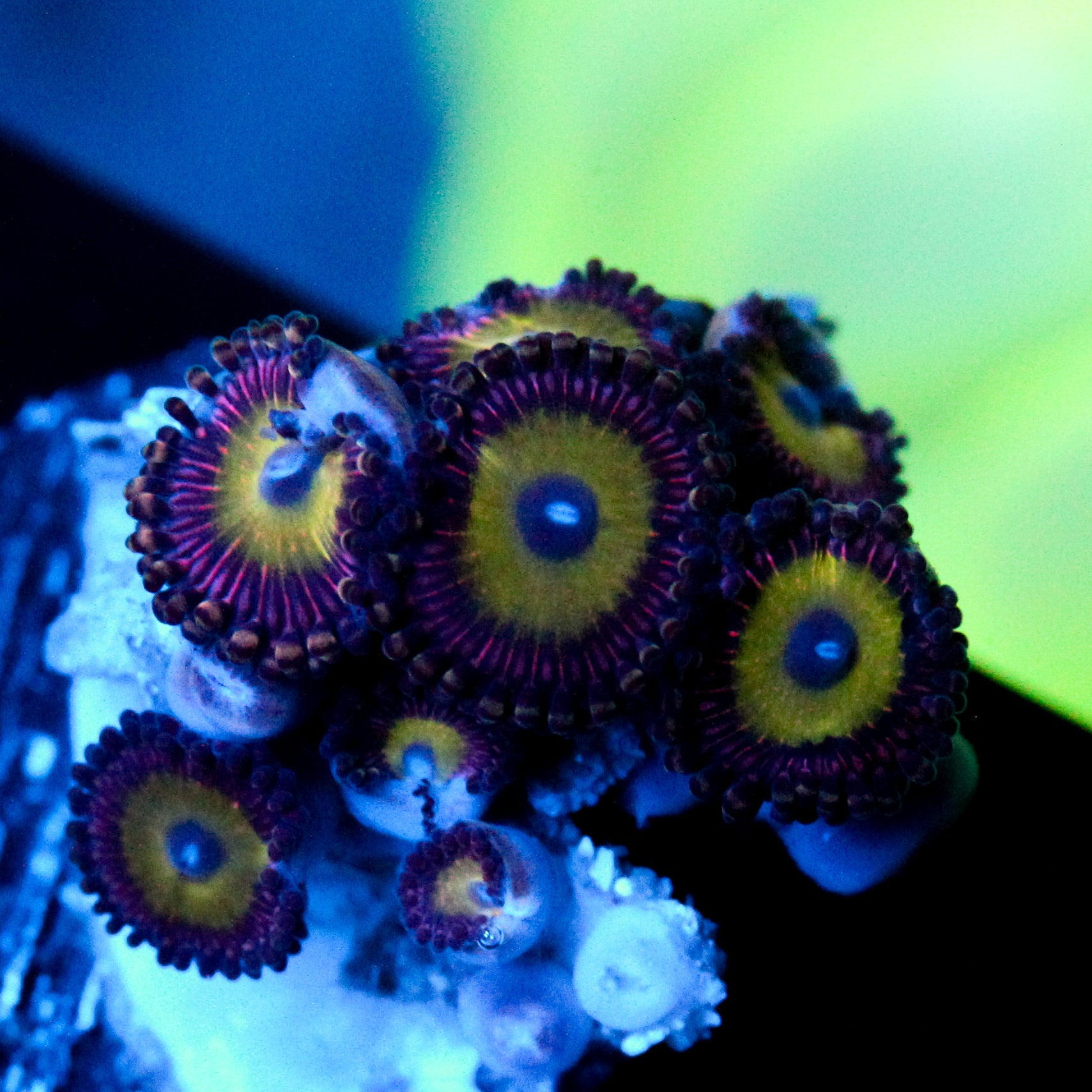 JC Red Haze Zoanthid