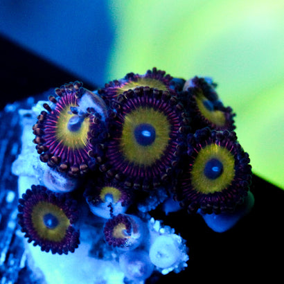 JC Red Haze Zoanthid