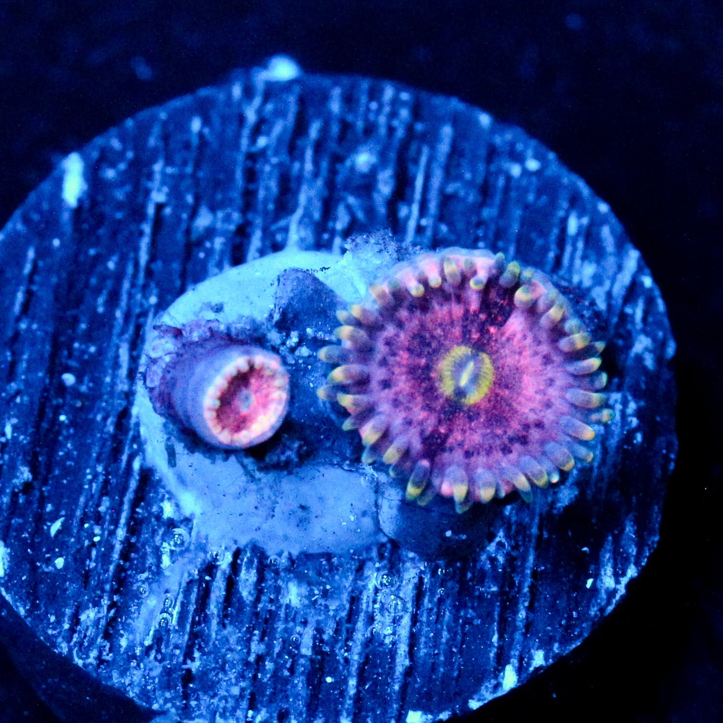 JC Strawberry Lemonade Zoanthid