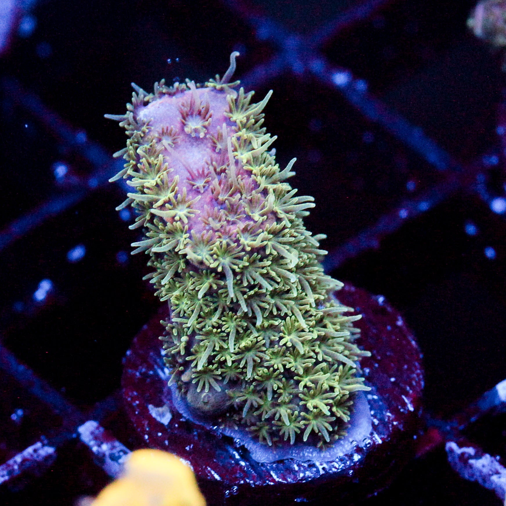 JC Purple Monster