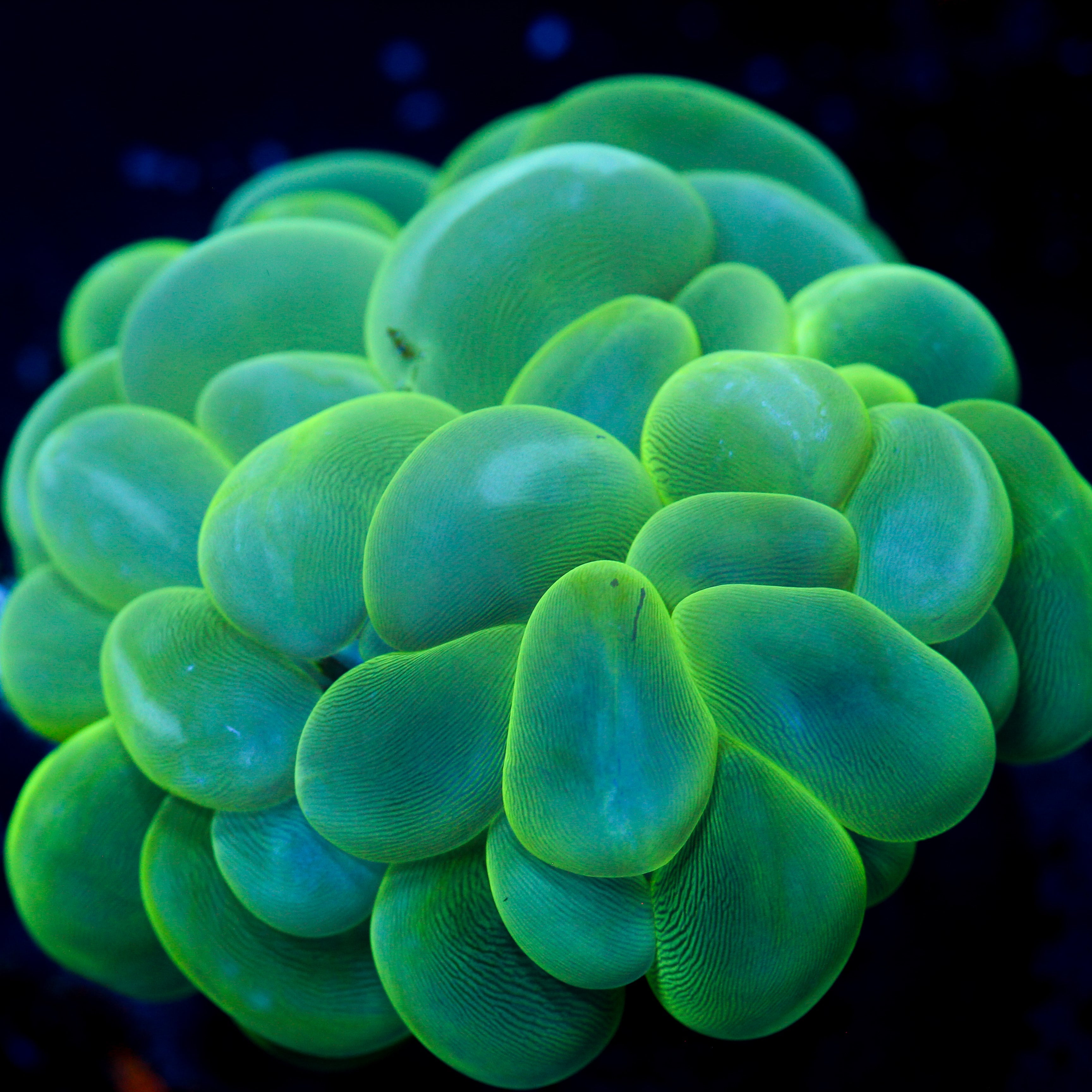 JC Neon Green Bubble Coral