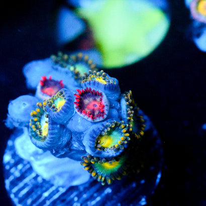 JC Zoa Garden Seed