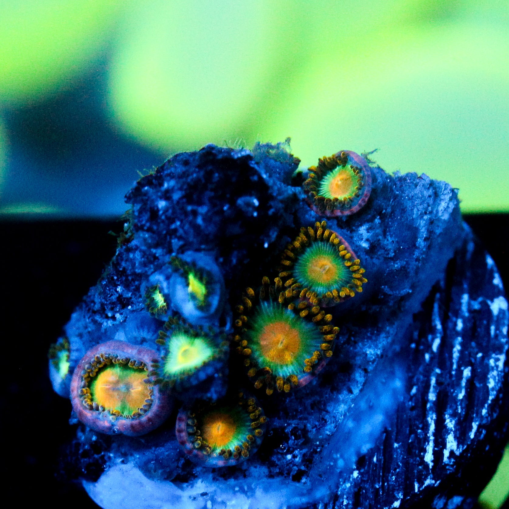 JC Enceladus Zoanthid