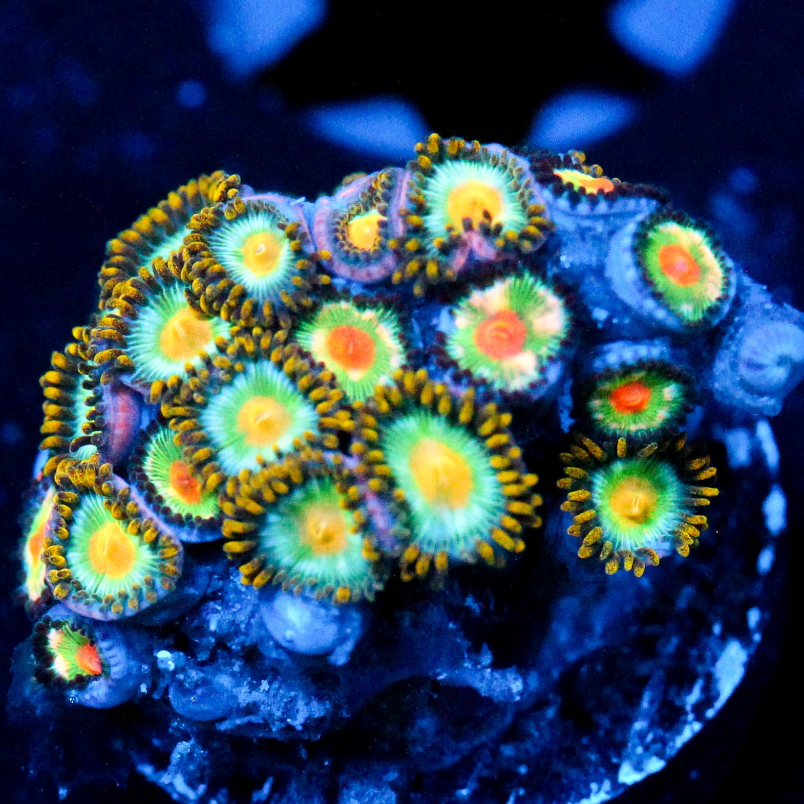 JC Saturn + Green Psychopath Zoanthids