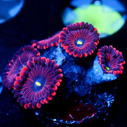 JC Purple People Eater Zoanthid