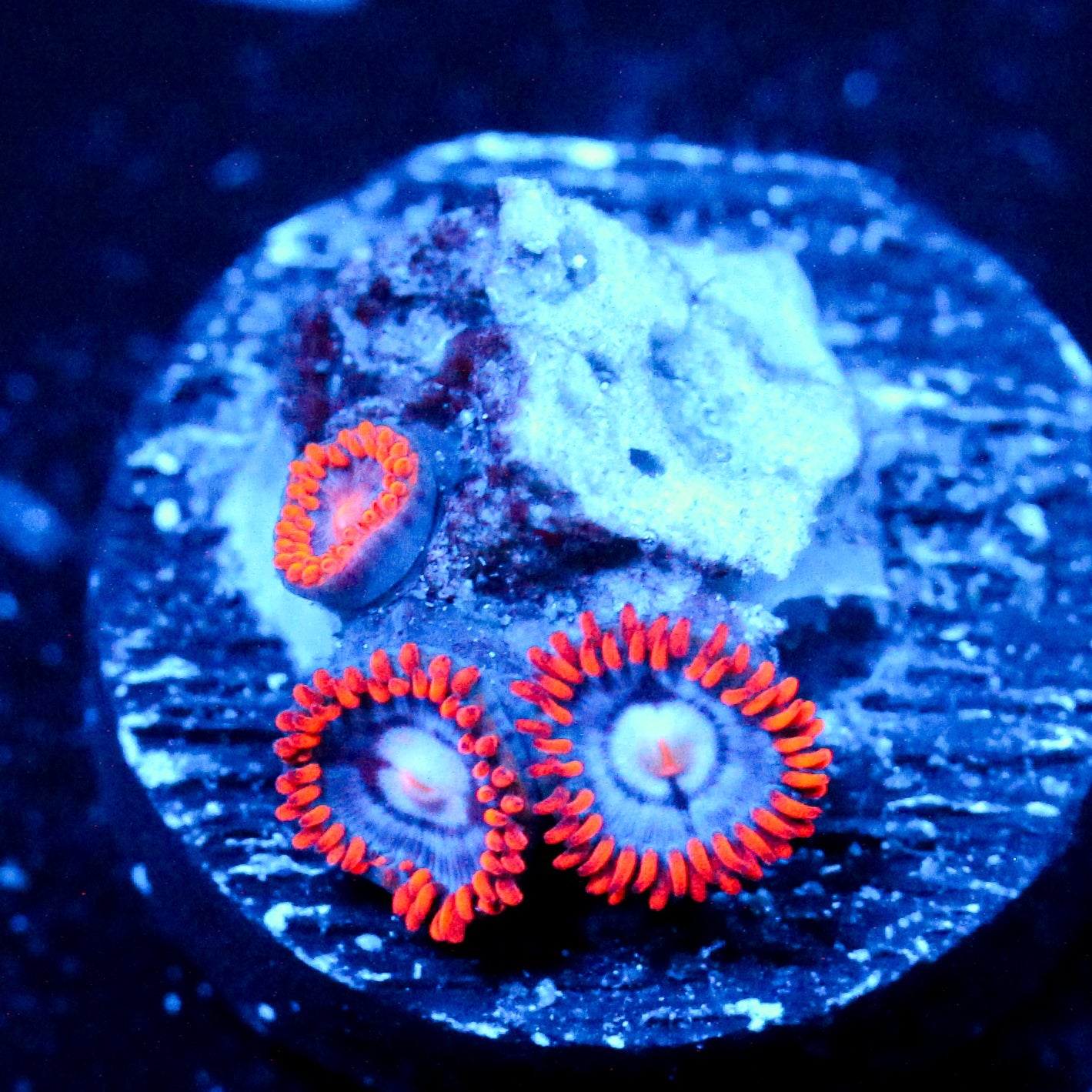 JC Edge of Reality Zoanthid