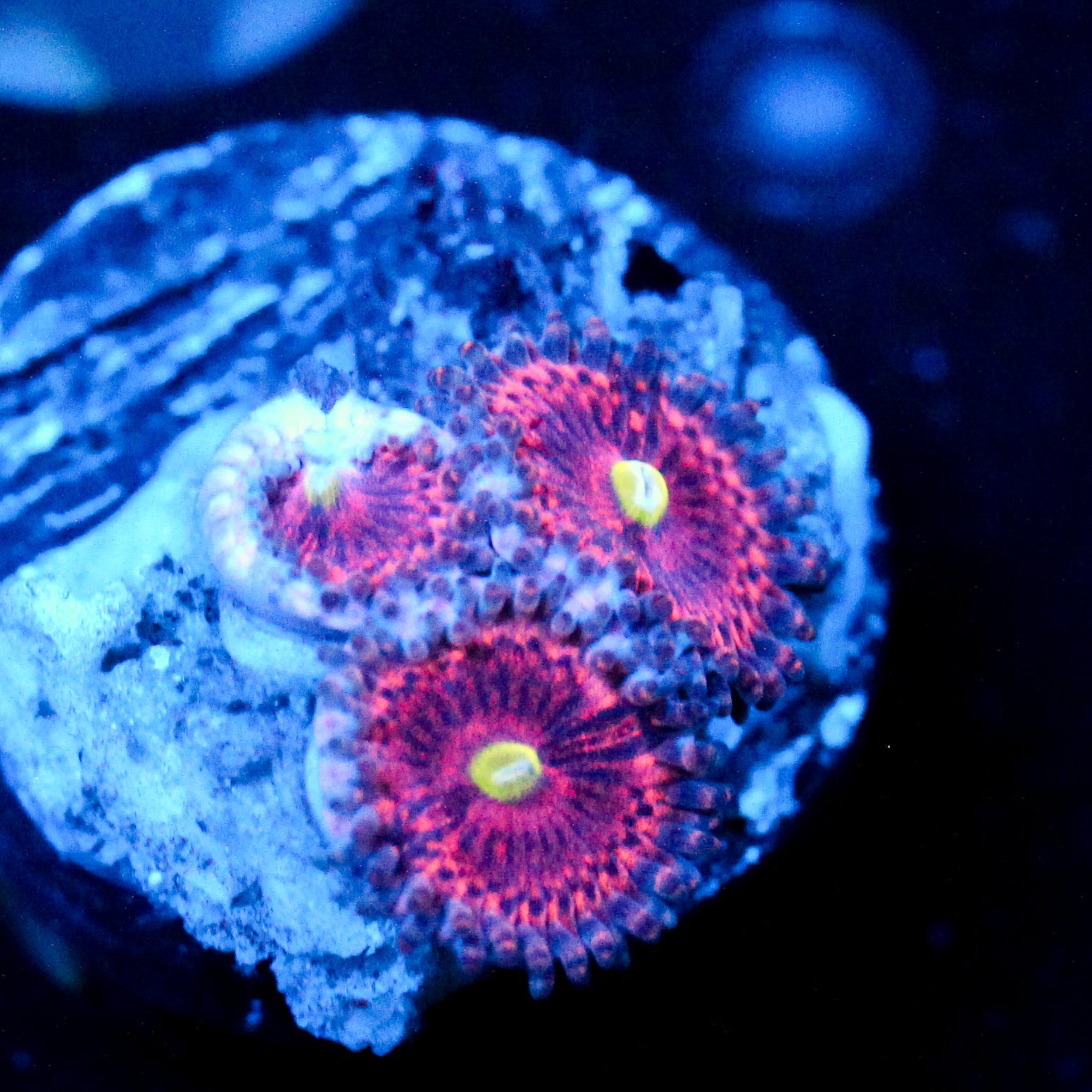 JC Pink Rose Zoanthid
