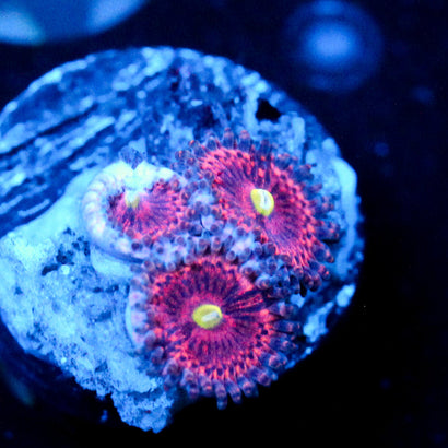 JC Pink Rose Zoanthid
