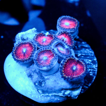 JC Armageddon Zoanthid
