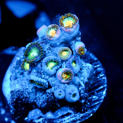 JC Saturn Zoanthid