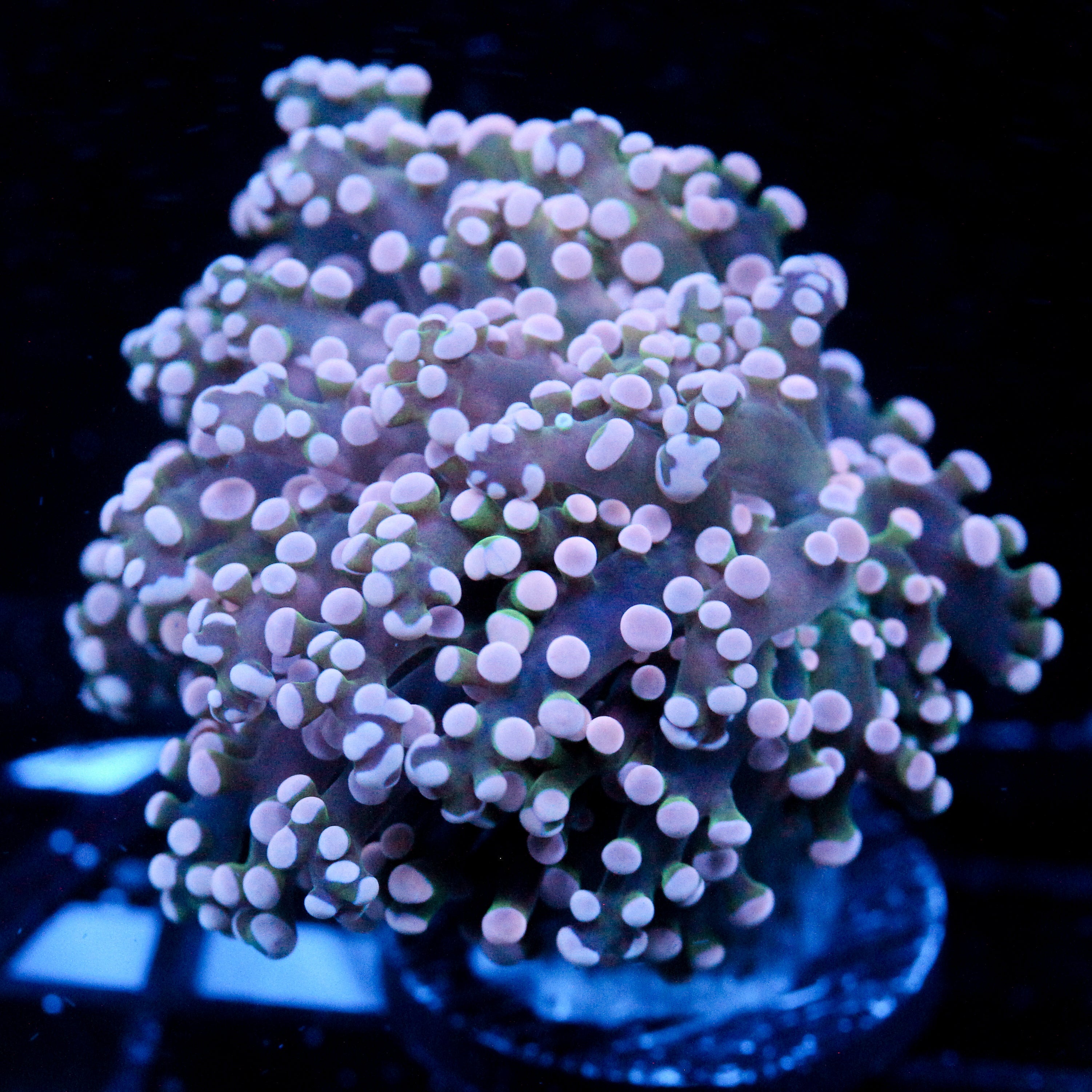 JC Pink Tip Octo