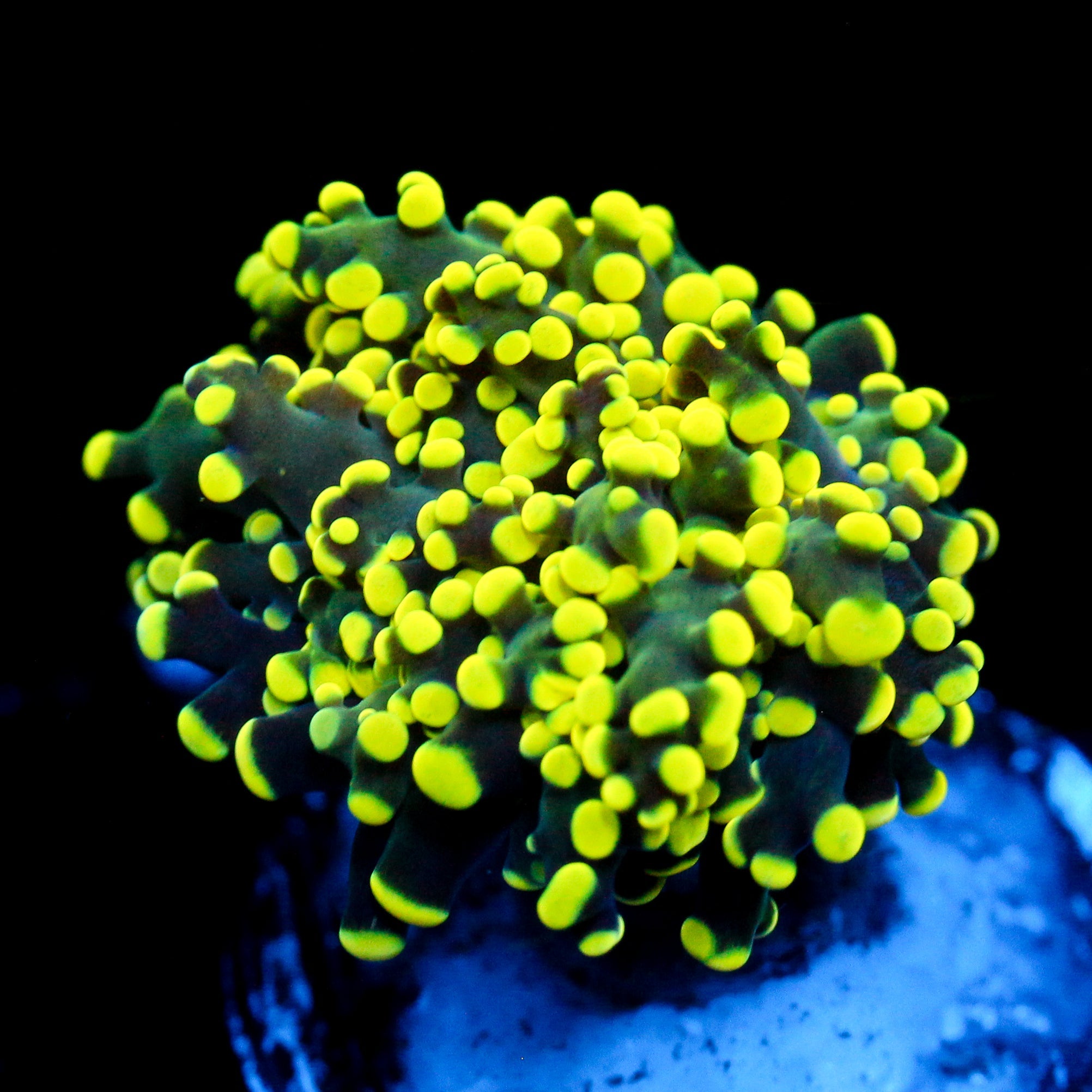 JC Neon Octo