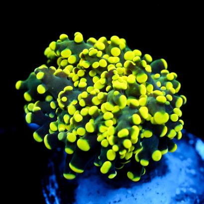 JC Neon Octo