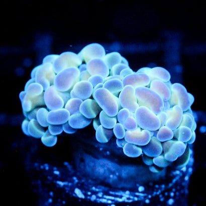 JC Hologram Hammer