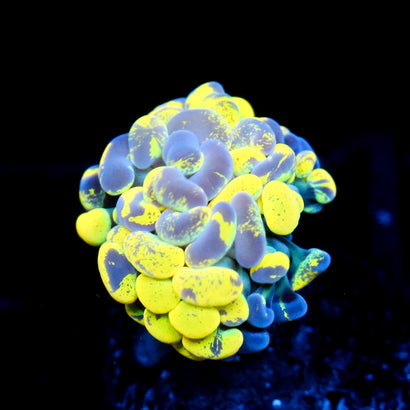 JC Yellow Splatter Hammer