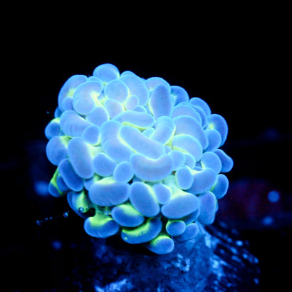 JC Blue Bubbles Hammer