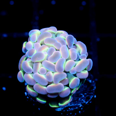 JC Ultra Hologram Hammer