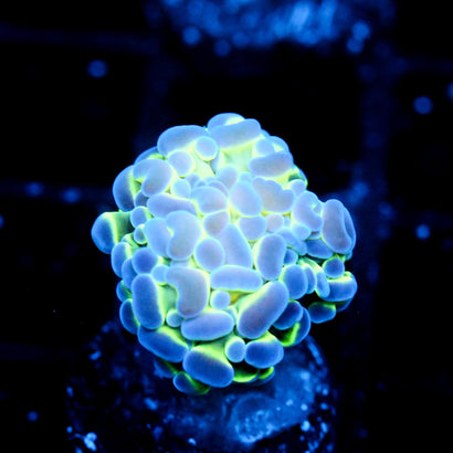 JC Ceramic Hologram Hammer