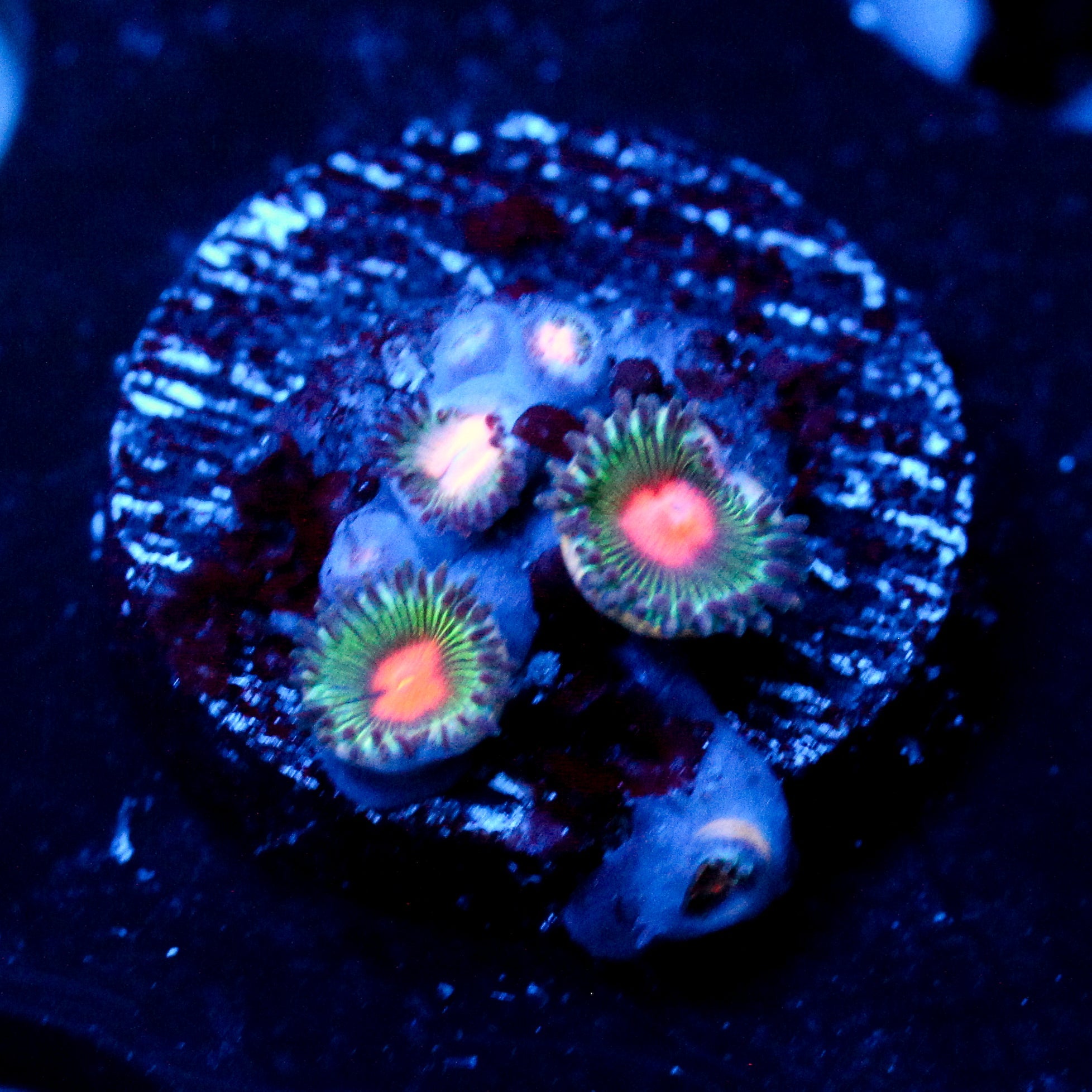 JC Green Trees Zoanthid