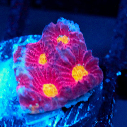 JC Red Slime Favia