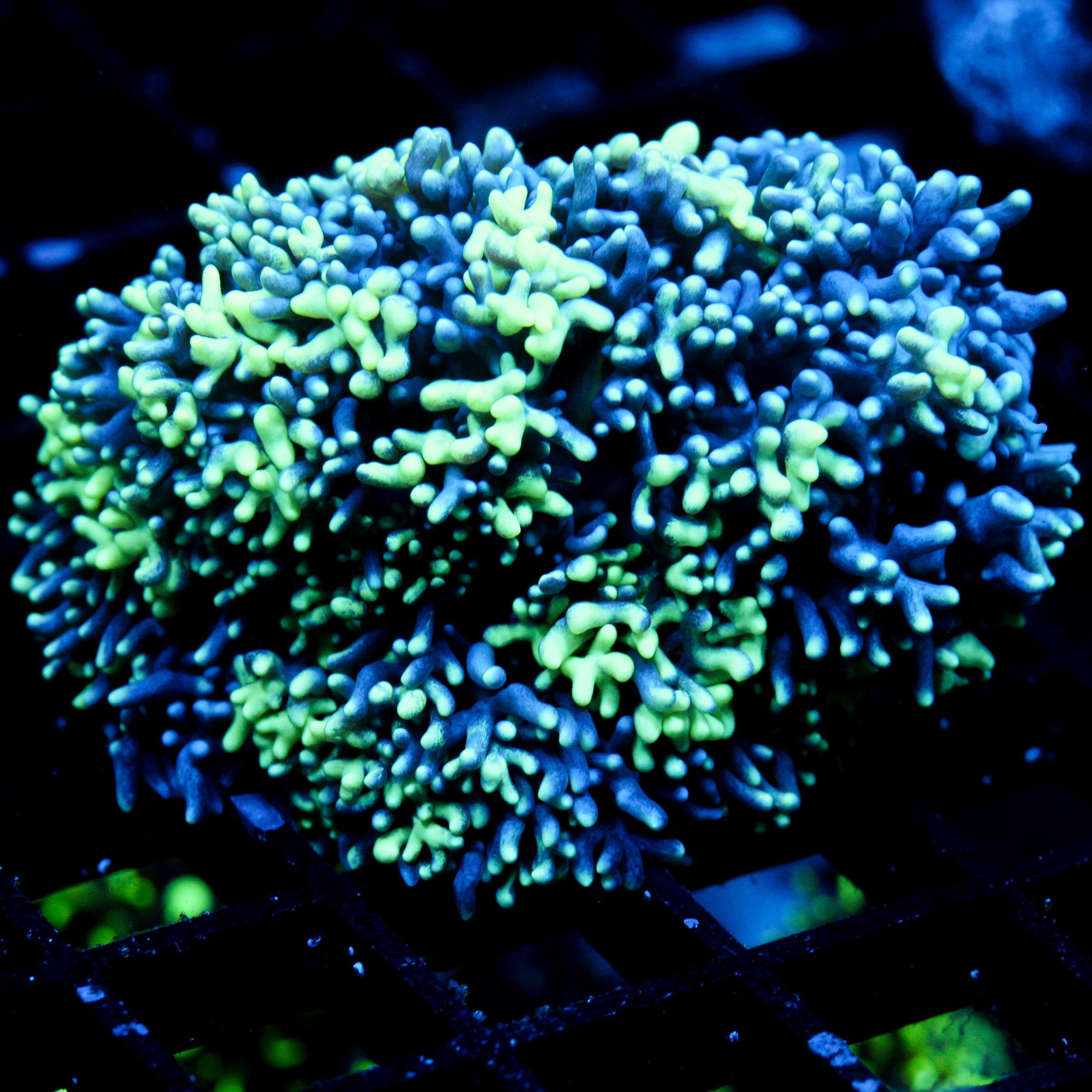 JC Incredibles Mushroom SHOW