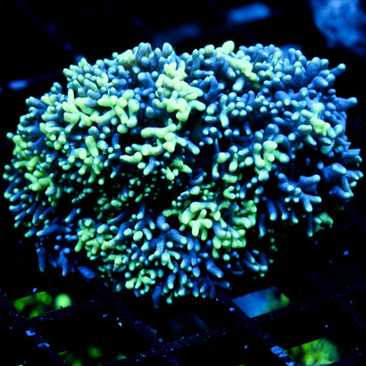 JC Incredibles Mushroom SHOW