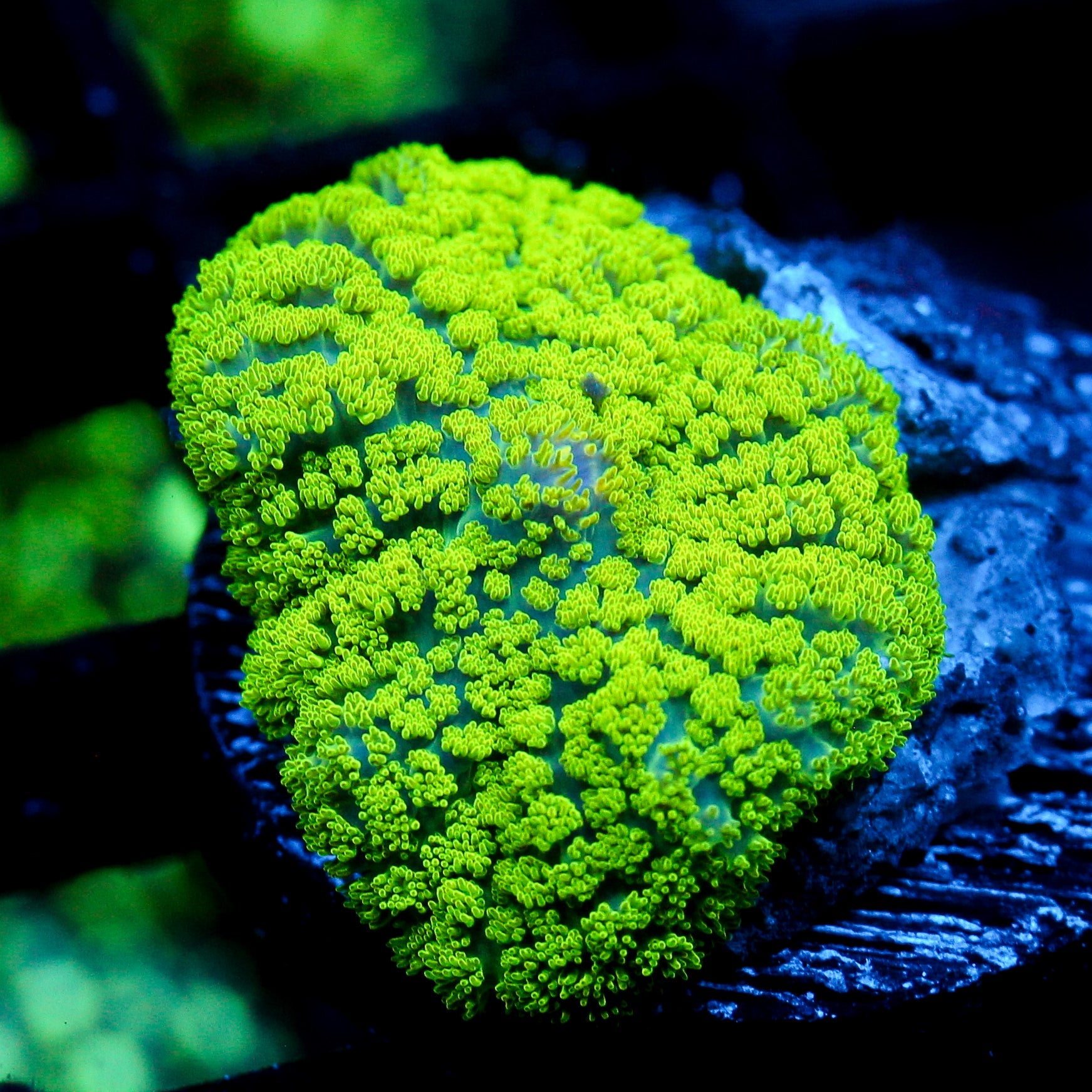 JC Neon Green Rhodactis