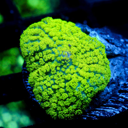 JC Neon Green Rhodactis