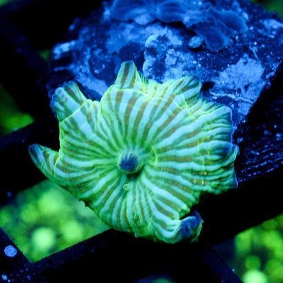 JC Watermelon Rind Mushroom