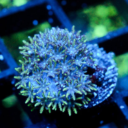 JC Sympodium Coral