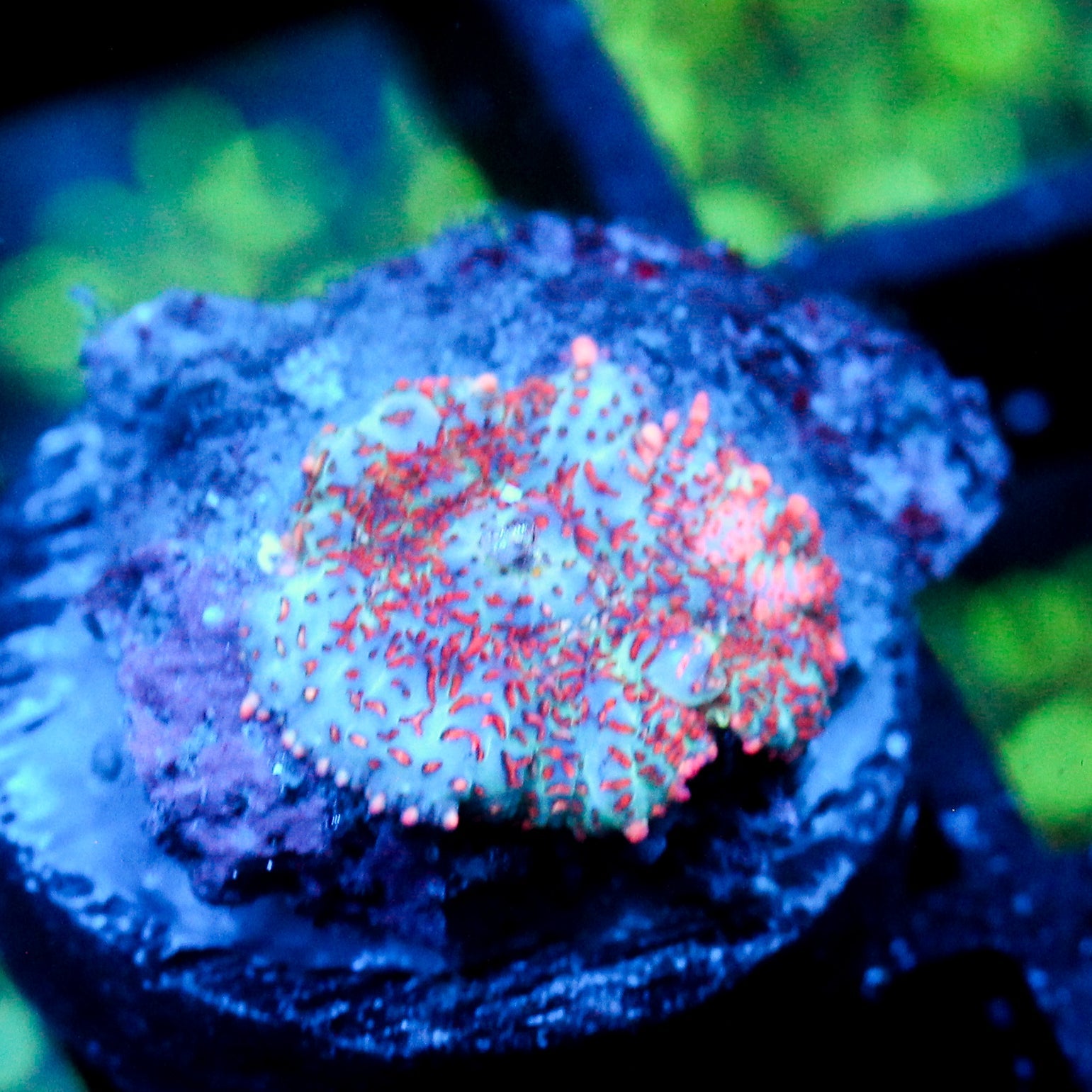 JC Head Rush Rhodactis