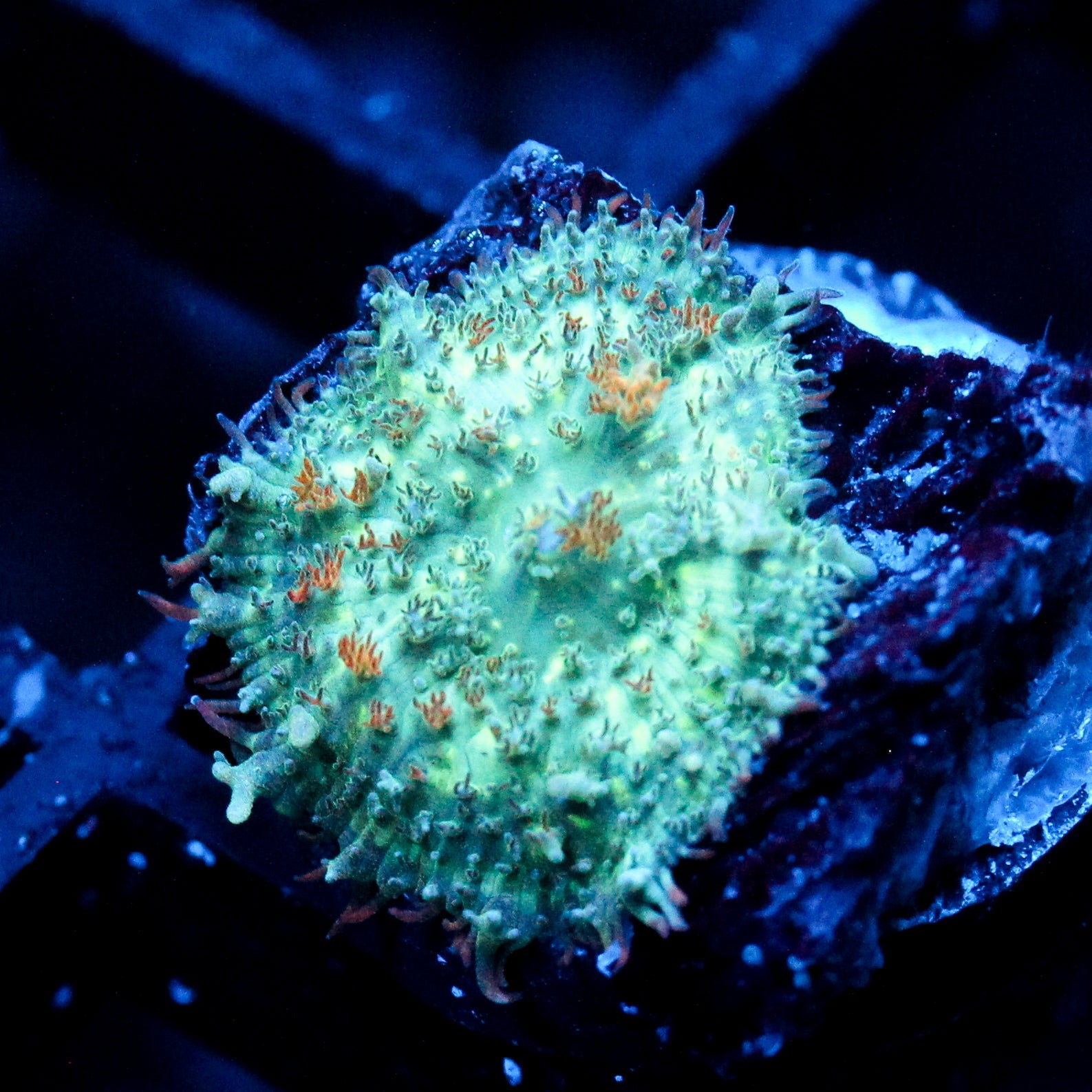 JC Fresh Breath Rhodactis