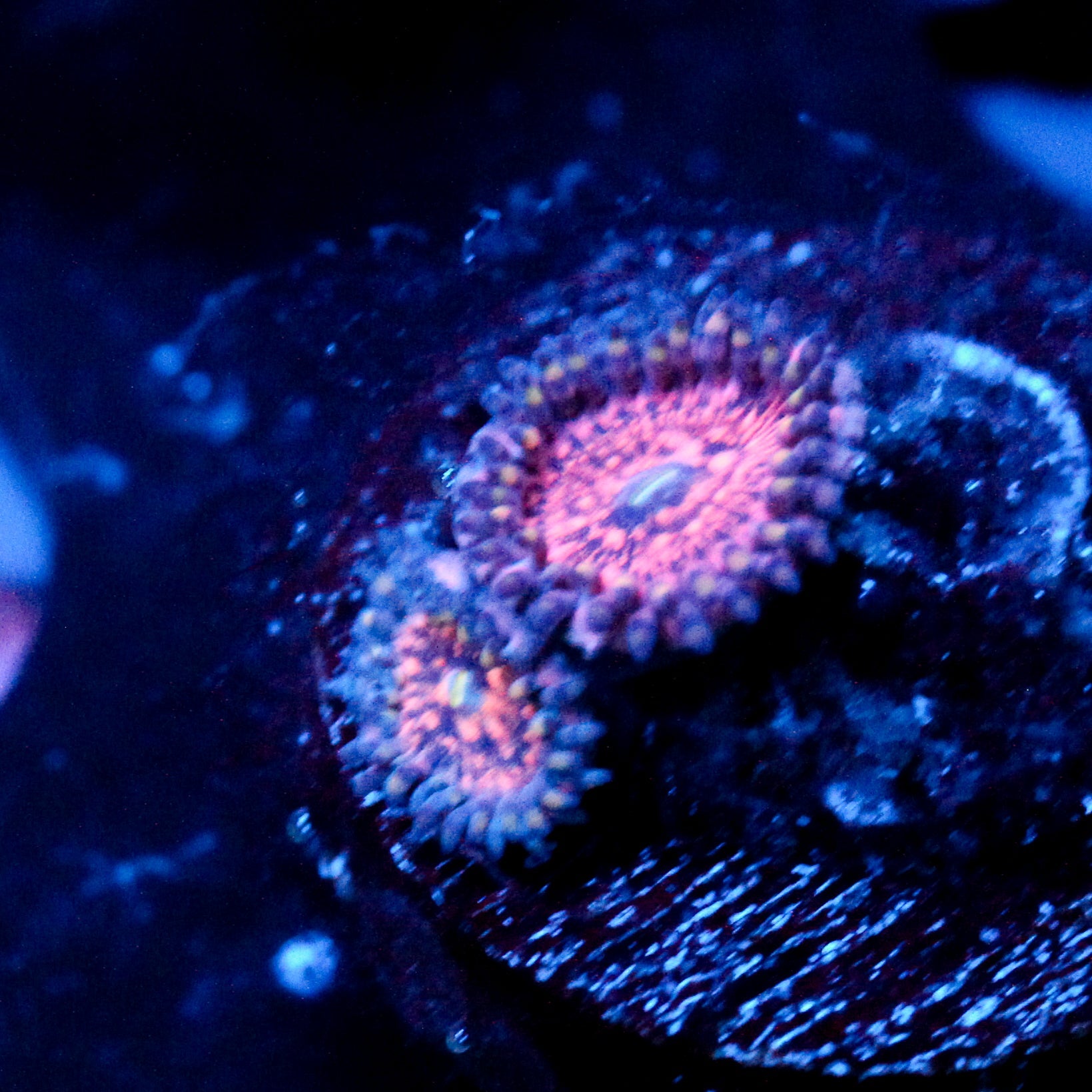 JC Speckled Flamingo Zoanthid