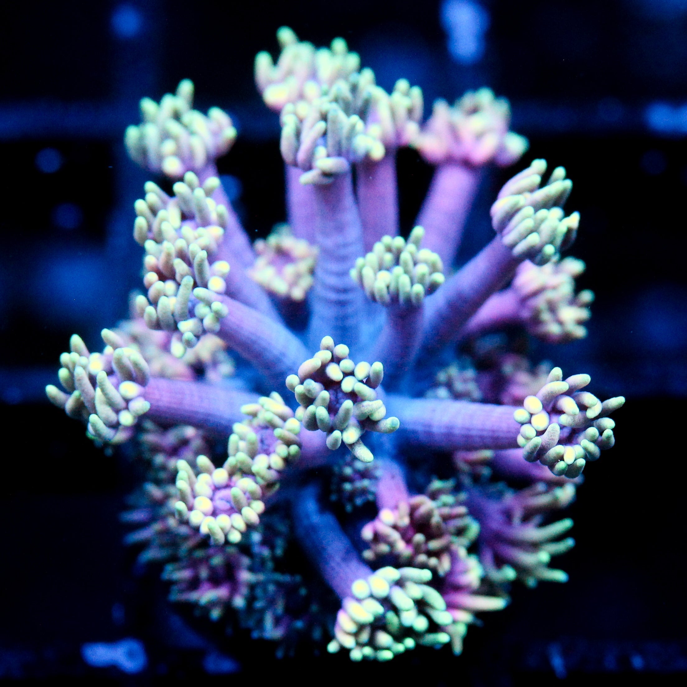 JC Neon Aurora Goni