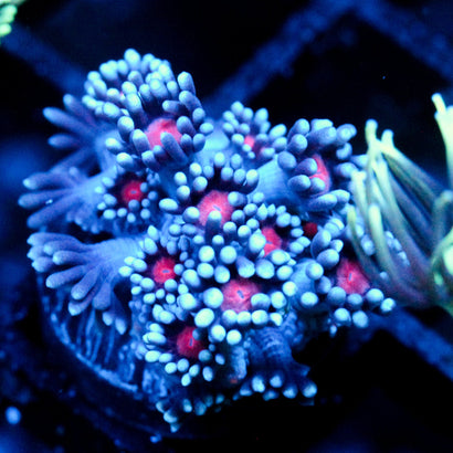 JC Vampiric Hypnosis Goni