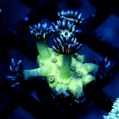 JC Peacock Goni