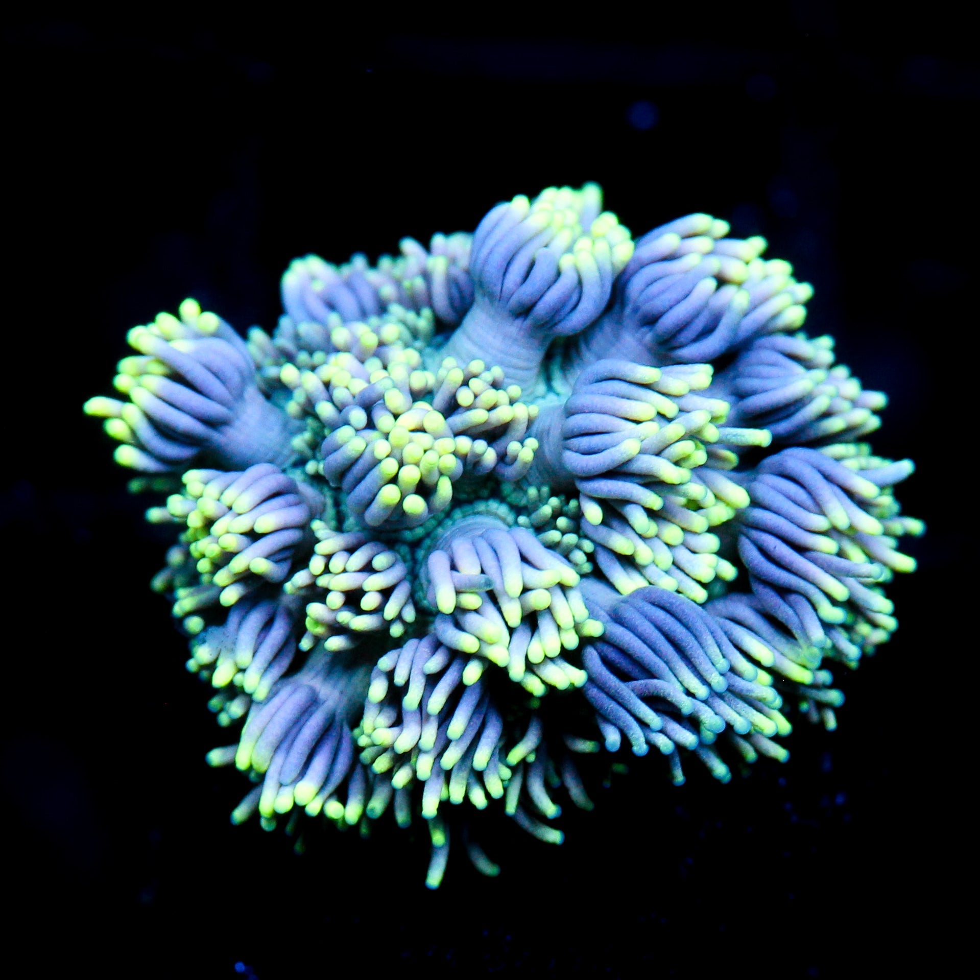 JC Neon Aura Goni
